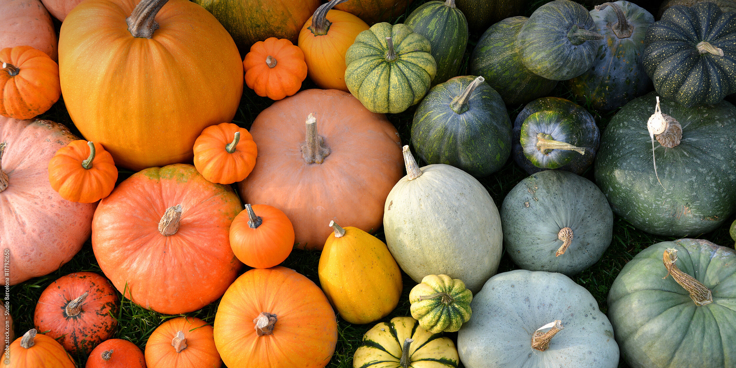 HI-Wohnbau HERBSTLICHER KÜRBISGARTEN