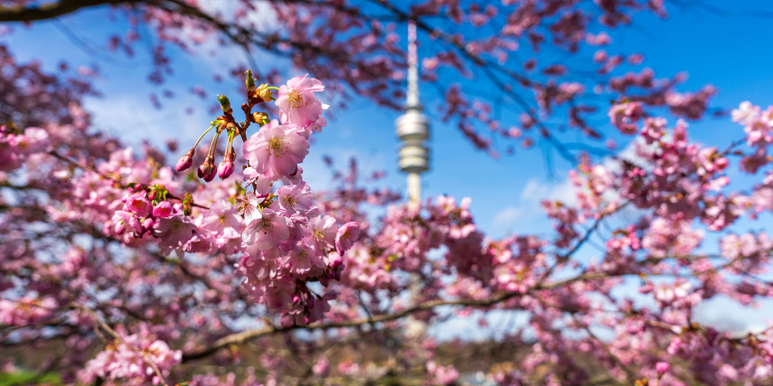 HI-Wohnbau FRÜHLINGSERWACHEN IN MÜNCHEN 